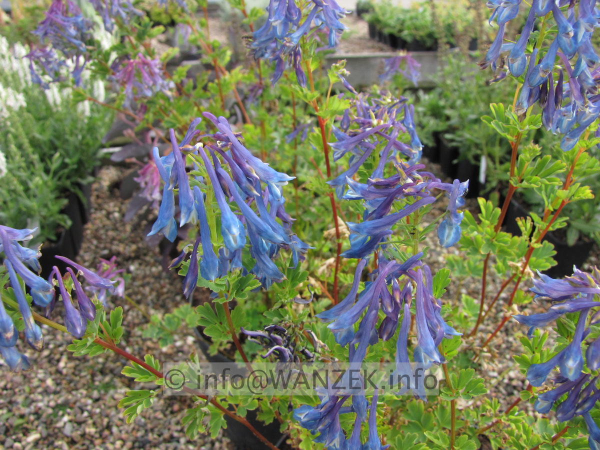 Corydalis elata Blue Summit 02.JPG